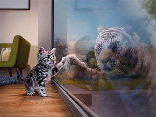 9 LZAIQIZG 5D алмазная Картина Кот тигр полная квадратная круглая Алмазная вышивка кошки алмазные мозаичные животные фотографии Стразы - Цвет: 9
