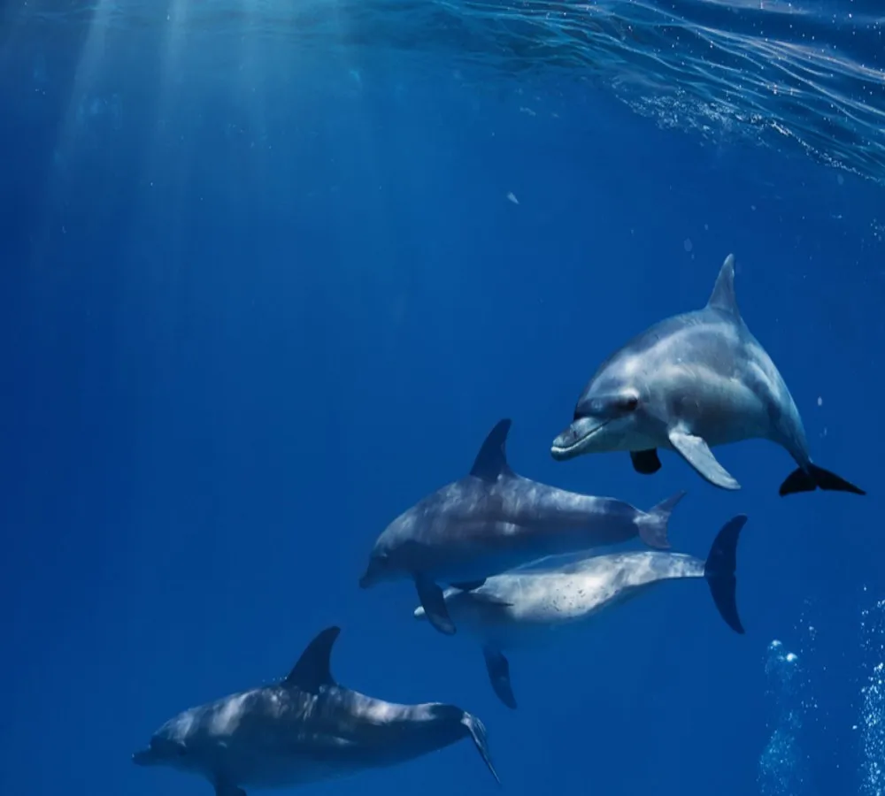 Бесплатная доставка простые глубокие морские подводные дельфины Морская жизнь