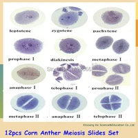 12pcs corn anther meiosis slides set