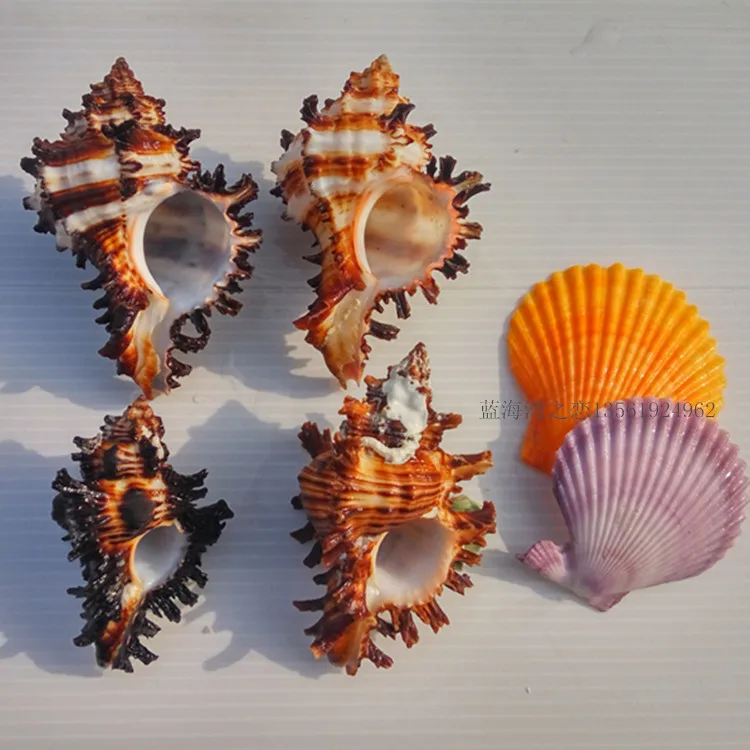 New Fashion Natural Conch Shell Conch Home Decoration Conch Hermit Crab Shell Micro-landscape Mediterranean Ornaments Specimens