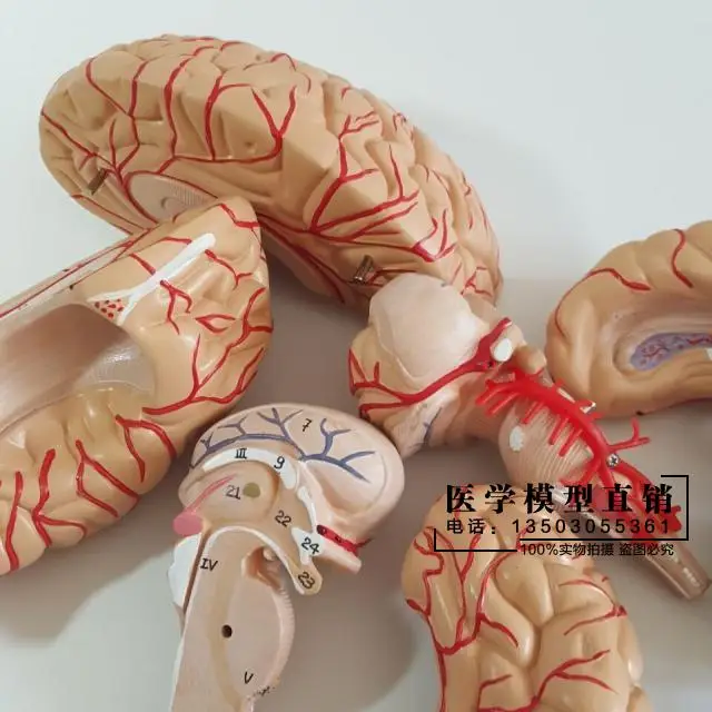 Human brain model Cerebrovascular 9 parts Brain anatomy Medical teaching | Канцтовары для офиса и дома