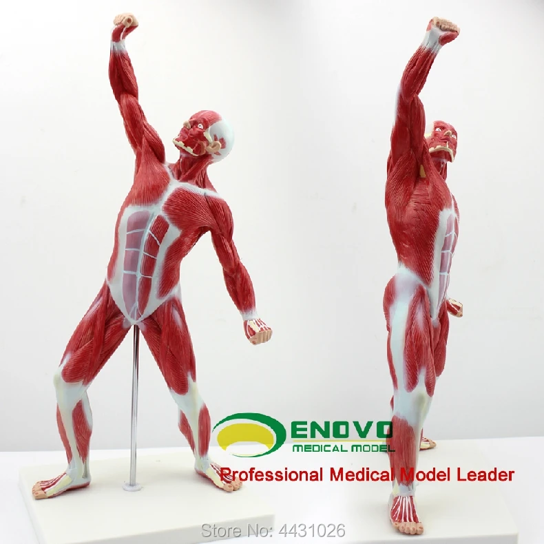 

ENOVO Medical art использует человеческую модель движения мышц тела, систему движения мелких мышц