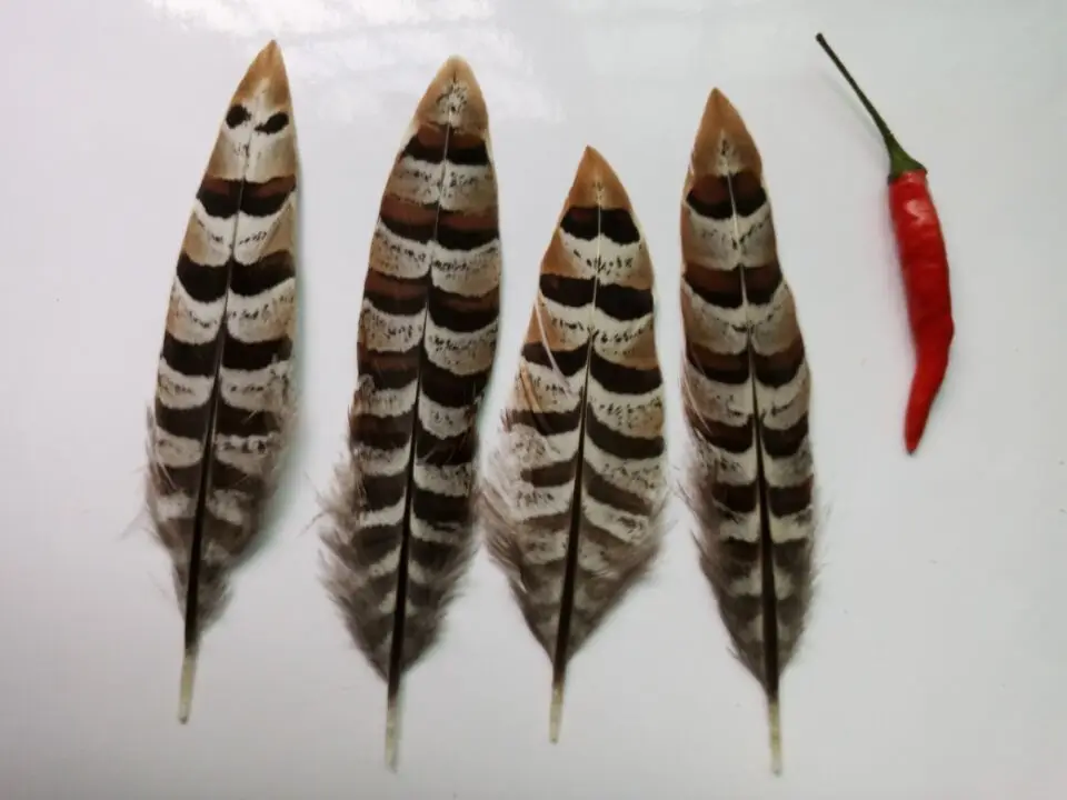 Новинка! Натуральные качественные перья фазана длиной 4-6 дюймов/10-15 см