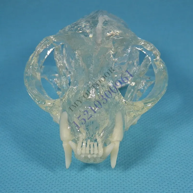 

animal model Cats tooth skull jaw model Animal bones Dissection Transparent free shipping