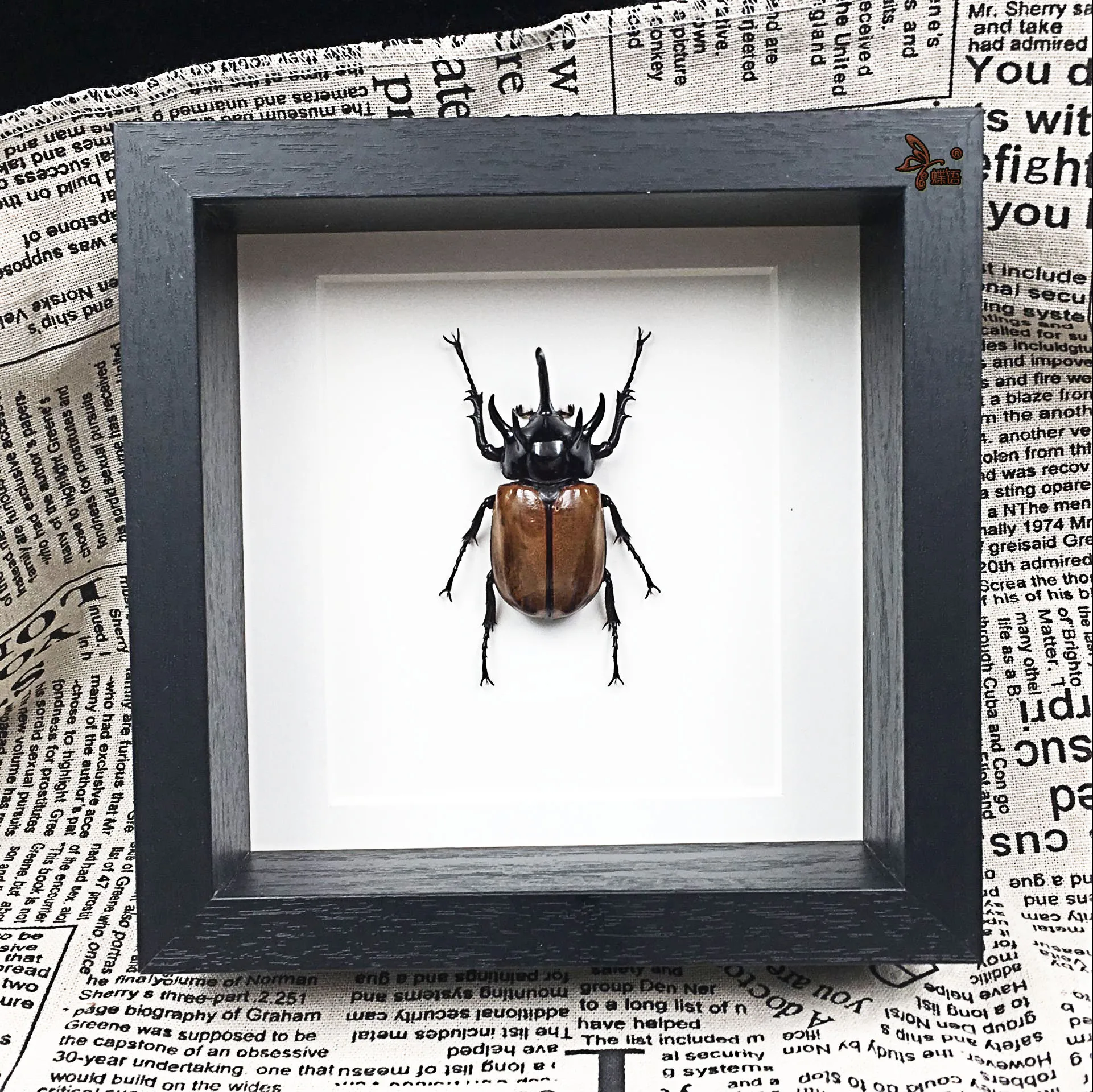 Образцы насекомых Eupatorus gracilicornis с рамкой обучающее оборудование пятирогатый