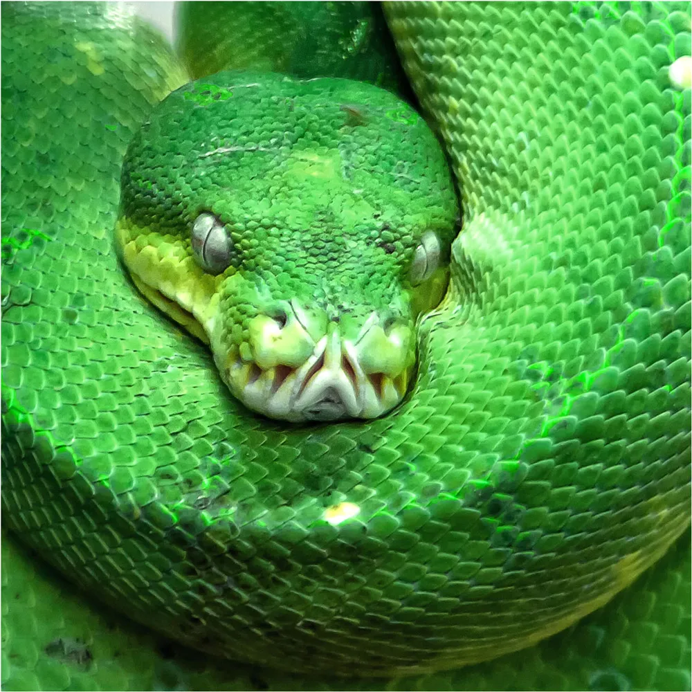 Детская футболка с длинным рукавом для мальчиков и девочек зеленая со змеиным