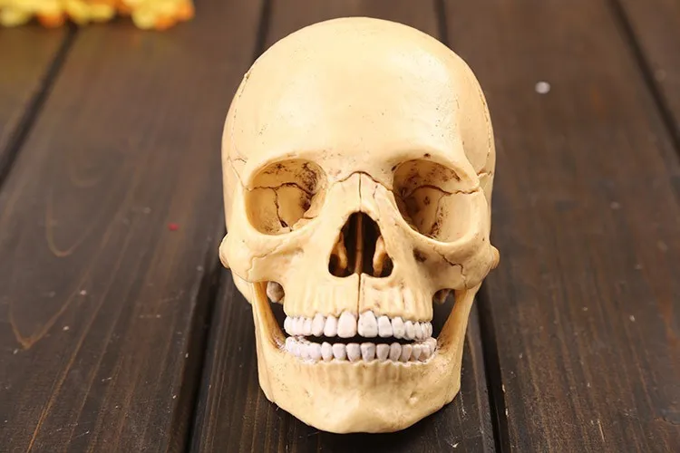 4D master human skull модель 17 шт Набор собранная Анатомия человека мерная модель