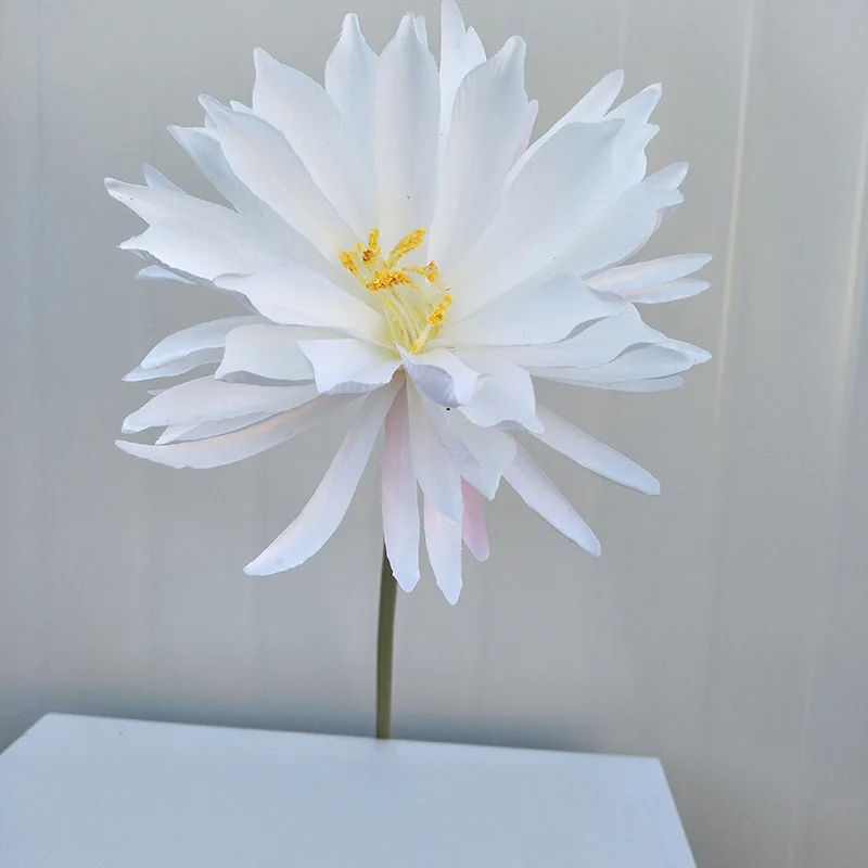 Японский эпифиллум бонсай из суккулентов имитация редких кактусов цветок