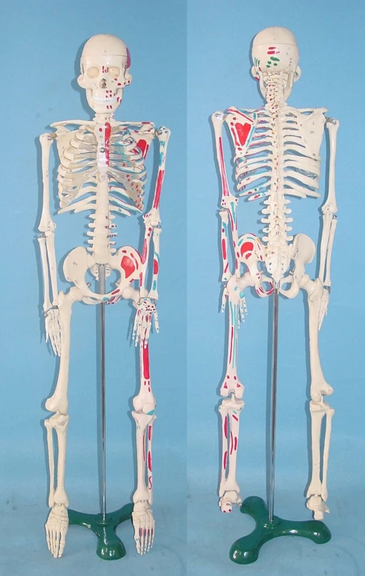 

65cm human Skeleton model Human specimens free shipping
