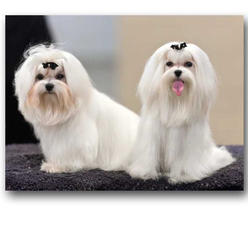 Картины с животными две забавные честные картины AKC изображением мальтийских