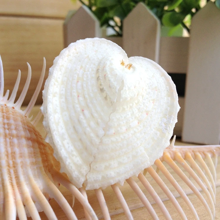 Раковины моллюсков стыковой сварки типа морских раковин природных ремесла