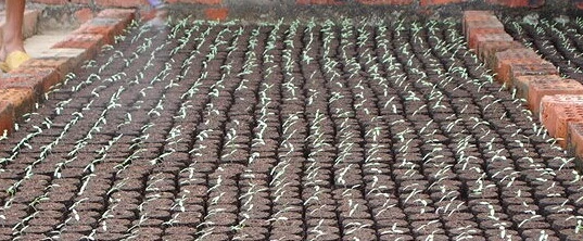 50 штук 38 мм торфяные гранулы пусковые заглушки для семян стартовые горшки