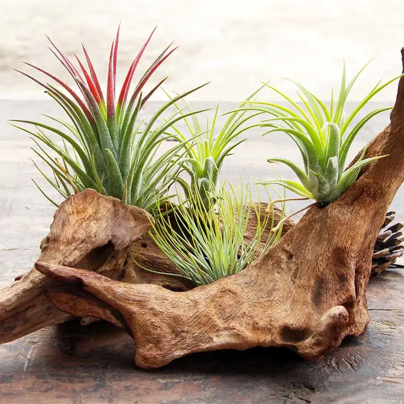 Настенные подвесные аксессуары для дома с изображением цветка из мертвой