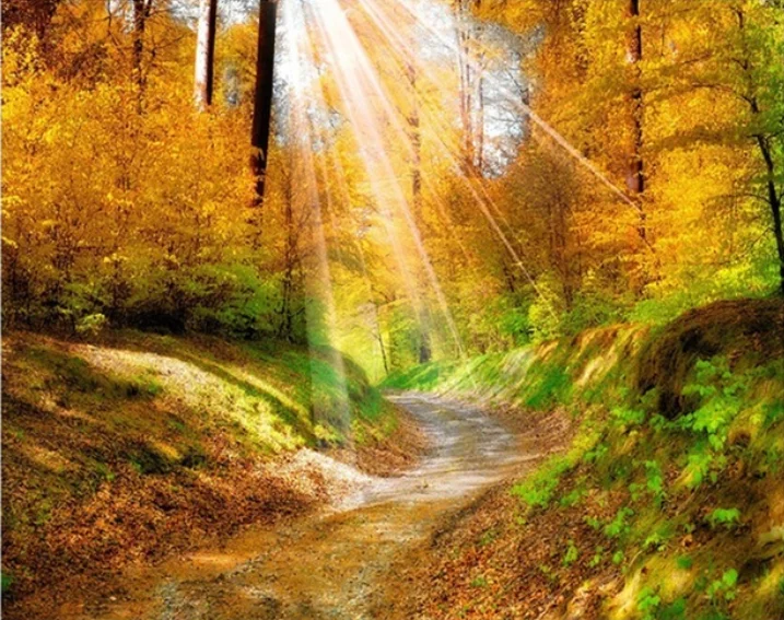 Полный круговой 5DDIY Алмазная картина лес в утреннем свете пейзаж вышивка