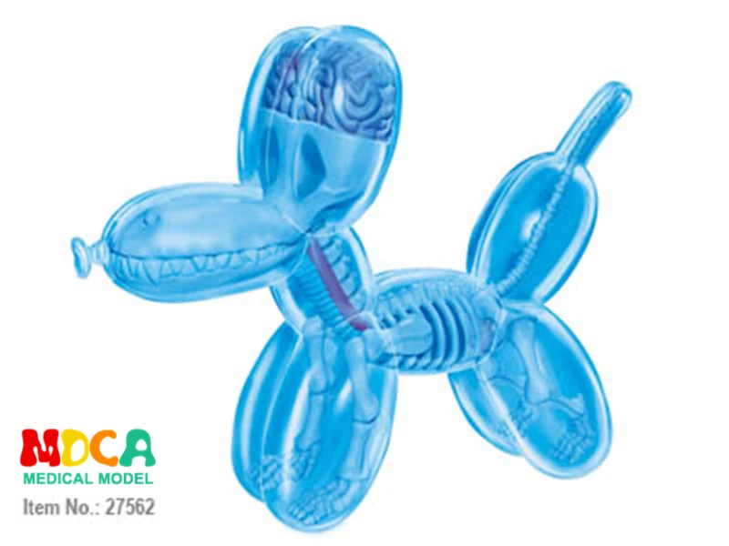 

Mini Blue Balloon Dog 4d master puzzle Assembling toy Perspective bone anatomy model