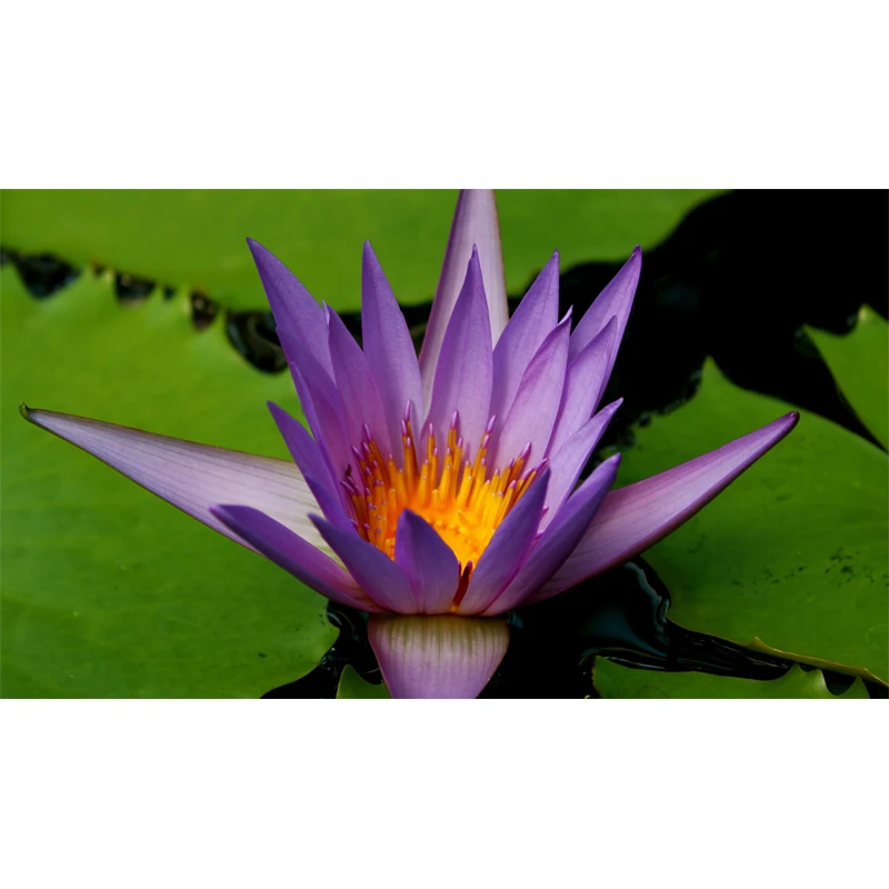 

Full Square Drill 5D DIY Purple water lily diamond painting Cross Stitch 3D Embroidery Kits home decor H72