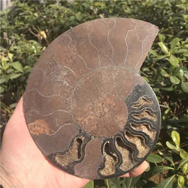 NO.3 506g Натуральный Сплит Аммонит окаменелость образец Ammolite океан животных формы в виде морских животных Мадагаскар образец минерал - Цвет: NO.3 506g