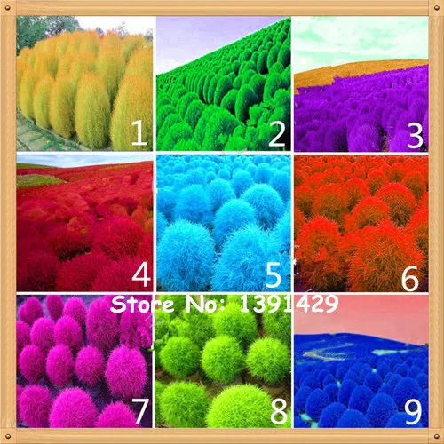 500 шт. семян 12 видов синей травы многолетнего горящего куста Kochia Scoparia, легко выращиваемых в бонсай, красных орнаментальных садов.