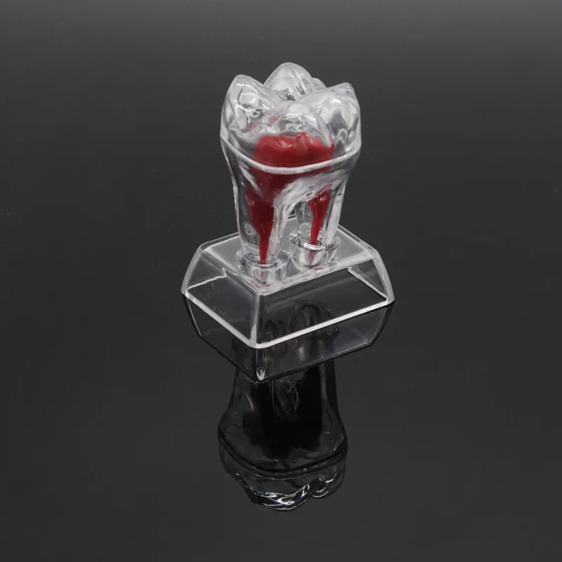 

Dental Lab Teeth Molar Model Separable Teaching Demonstration Model Transparent