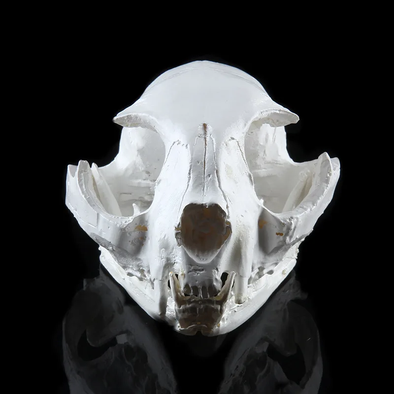 Игрушки для кошек смоляная модель скелета школьные Обучающие инструменты музейный выставочный реквизит