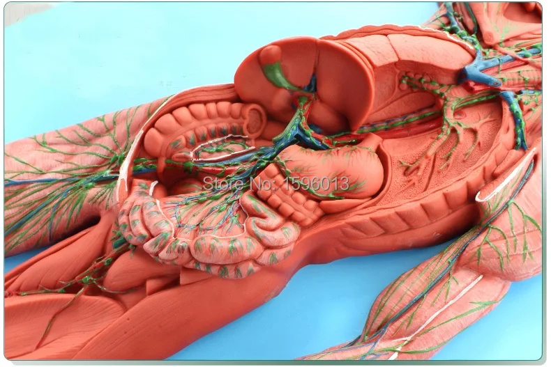 Модель человеческой лимфатической системы|system block|modelismmodel nervous system |
