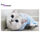 Ever Moment Алмазная вышивка кошки DIY 3d Алмазная картина Каттен 5d полная дрель из смолы Хрустальная мозаика хобби подарок картина ASF602