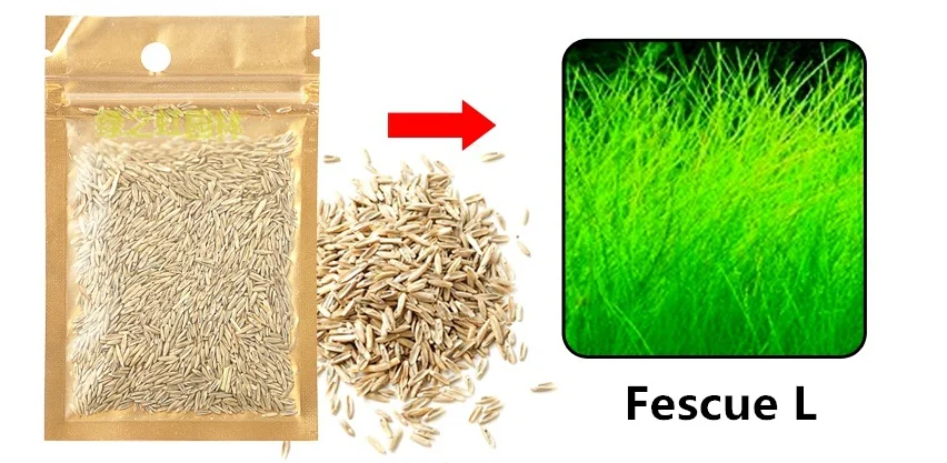 Fescue L Легко выращивать аквариумные растения вода трава Семена аквариум декорация для аквариума Пейзаж орнамент водоросли - Цвет: Fescue L