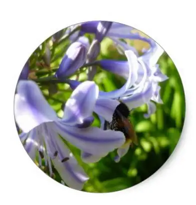 

1.5inch Agapanthus and Bumble bee - Photograph Classic Round Sticker