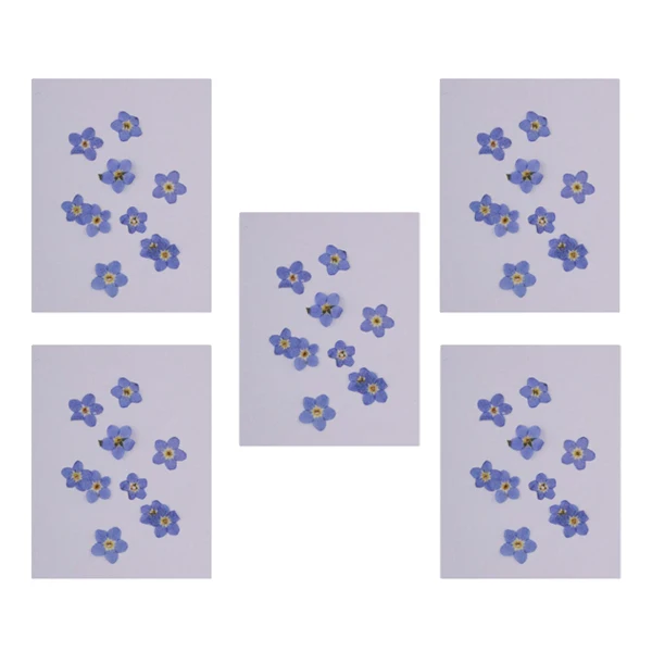 50 шт забудьте не настоящие сухие цветы для литья смолы украшения