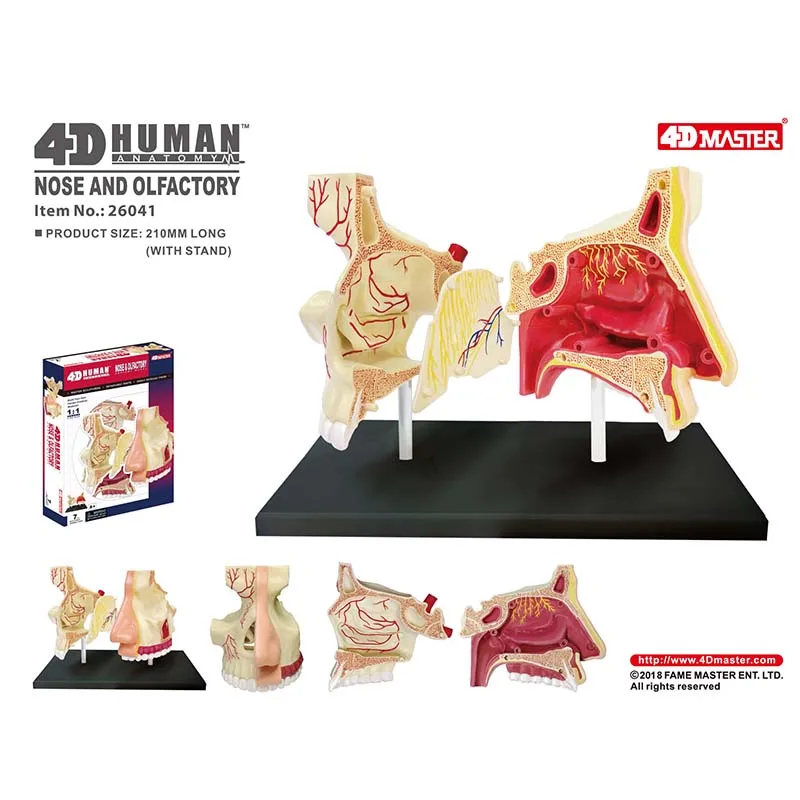 

4D MASTER Intelligence Assembling Toy Human Nasal Organ Anatomy Model Medical Instruction DIY Popular Science Appliances