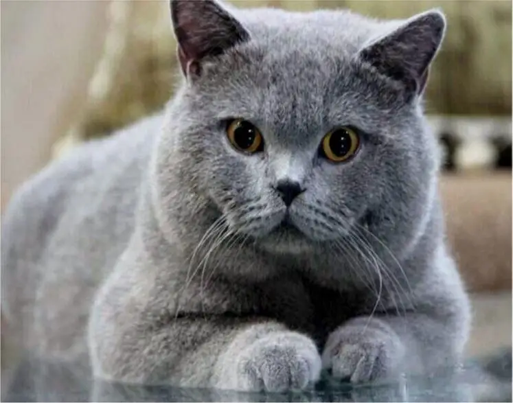 Алмазная живопись Кот 3D вышивка сделай сам серая Толстая кошка мозаичные рисунки