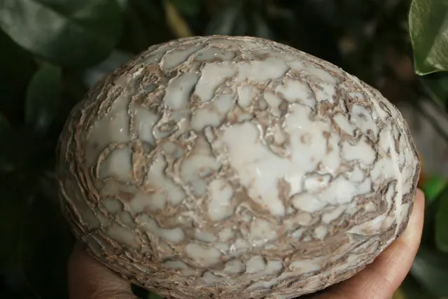 5 07 &quotРедкие натуральные Бонсай Suiseki Bark яйца покрыты уникальной текстурой