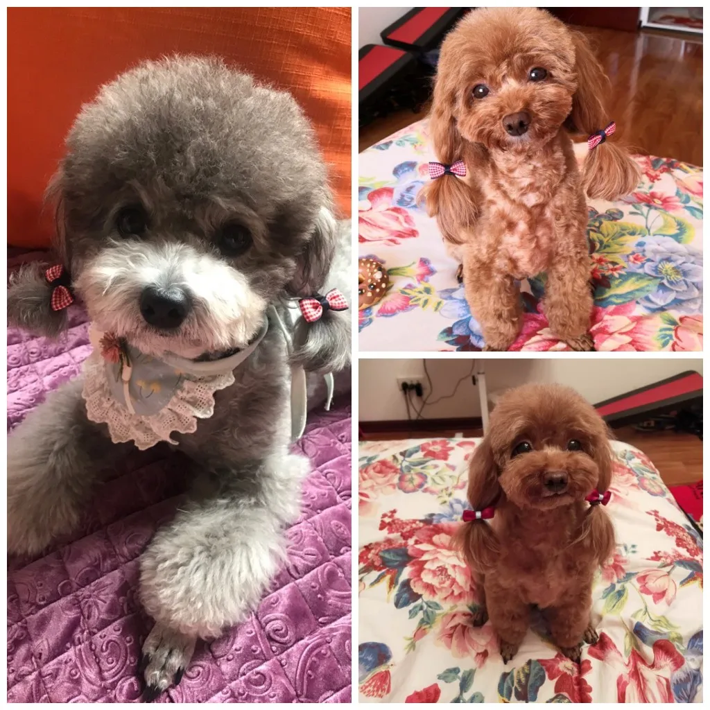 5 пар/лот бантики для волос маленьких собак аксессуары шерсти канатная Резиновая