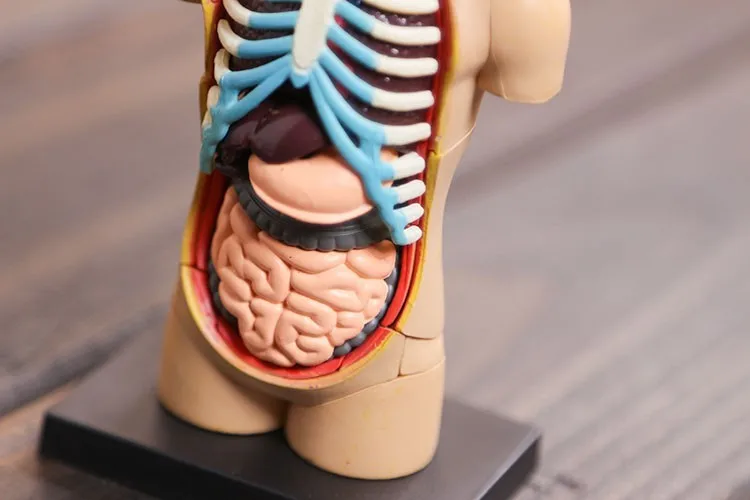 Собранный маленький человеческий ТОРС 5 дюймов модель анатомии человека