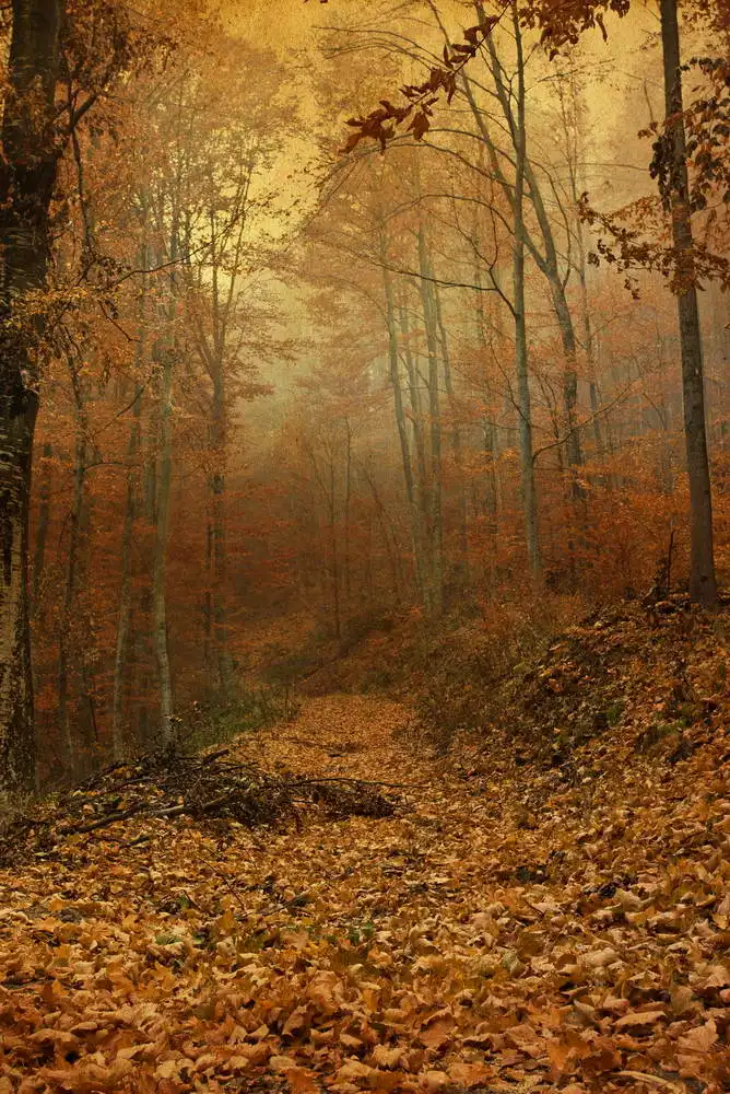 Фотофоны с осенней темой профессиональные тканевые фоны для фотосъемки 3x6 м лес