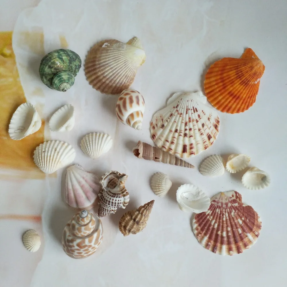 Морские ракушки натуральные морские 100 г модное украшение пляжные модные для