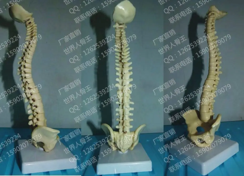 Small model the body of spine mannequin human skeleton 23 cm | Medical Science