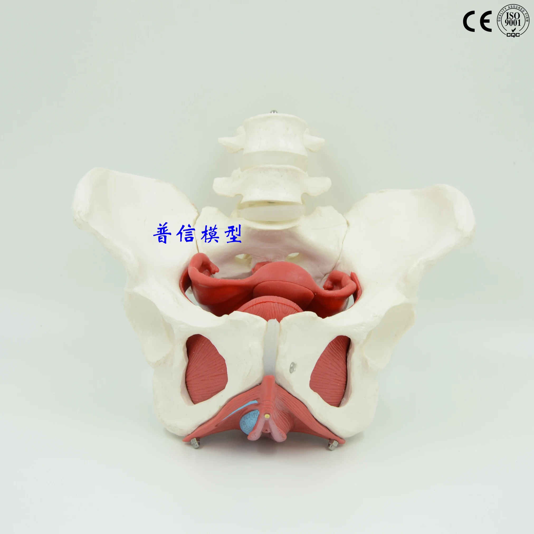 Модель женской структуры таза модель женских гениталий мочевого пузыря с двумя