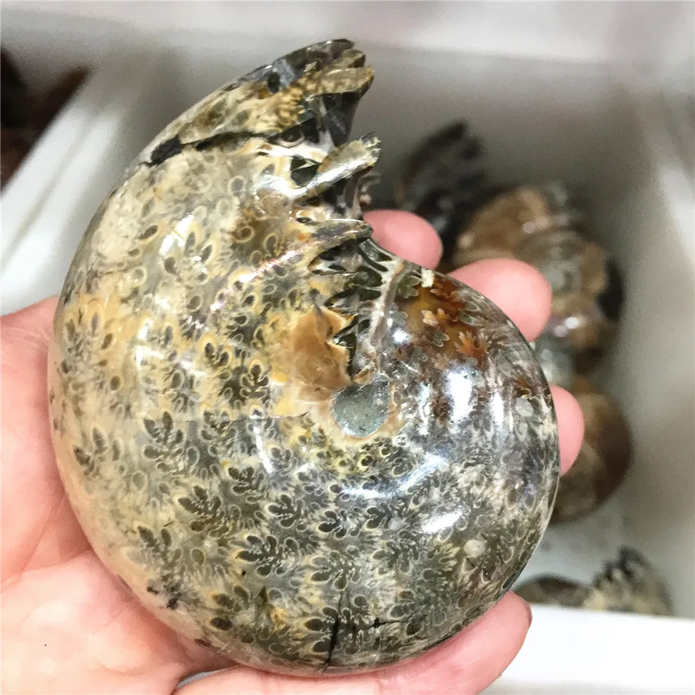 250 г красивый настоящий аммонит Fossil Madagascar Shell Fossil Specimen хороший подарок для каменной коллекции