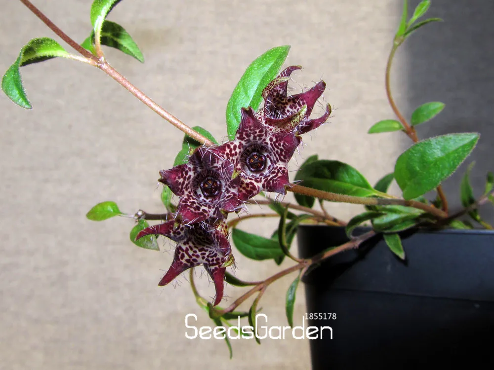 Большая Акция! 60 шт./пакет Brachystelma bonsai wild flower plants подходит для сада балкона посадки