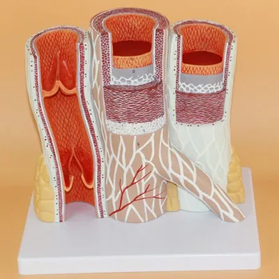 

14Xhuman Vessel model artery vein Anatomical Model free shipping