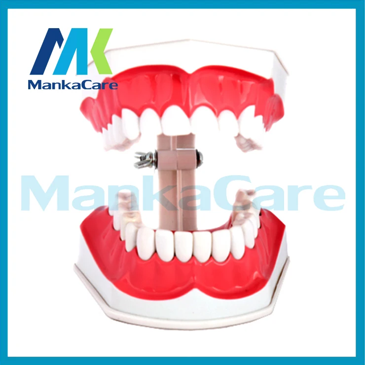 Manka Care-модель зубов для полости рта детей дошкольного возраста раннего обучения