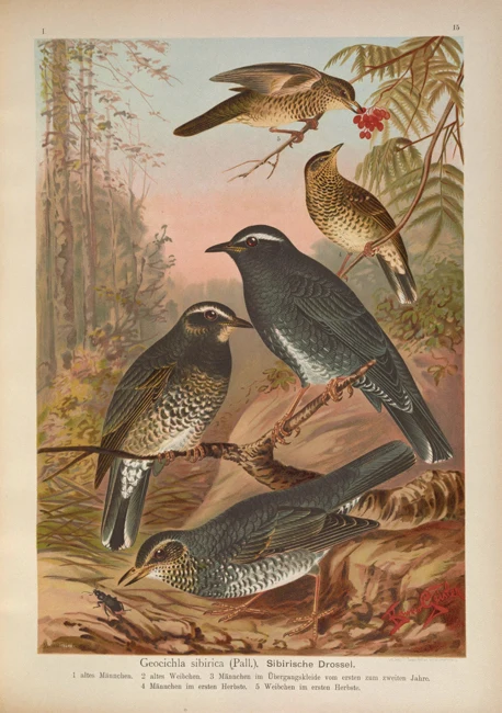 Пасторальное животное птицы Дикие фрукты дерево лесной пейзаж картина маслом