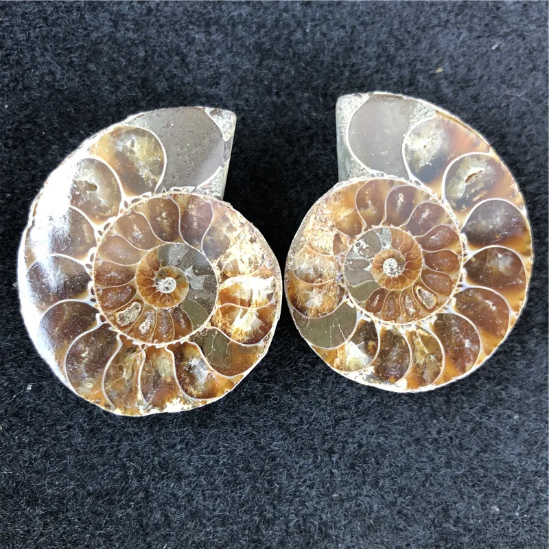 1 Пара Аммонит ископаемых из Мадагаскар для изготовления украшений wire wrap jewelry
