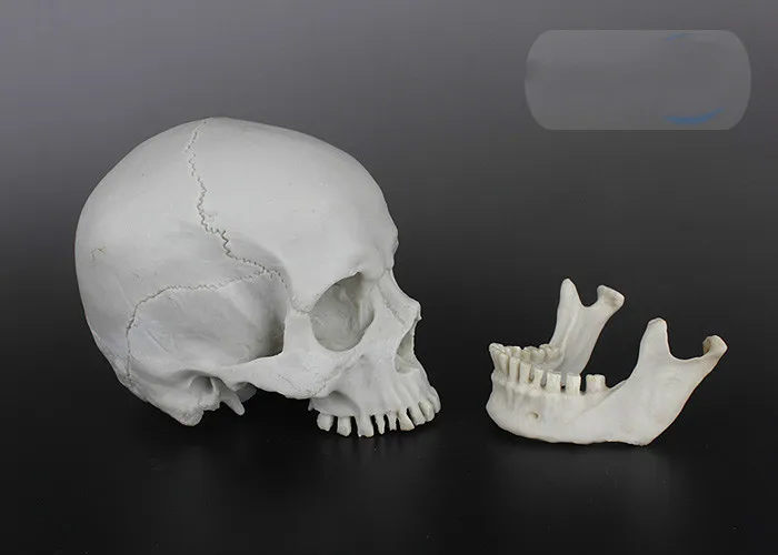 Высота смолы модель моделирование череп больница креативное украшение