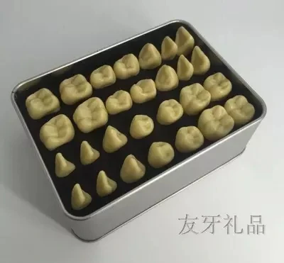 2X стандартная модель постоянных зубов для стоматологии и медицины бесплатная