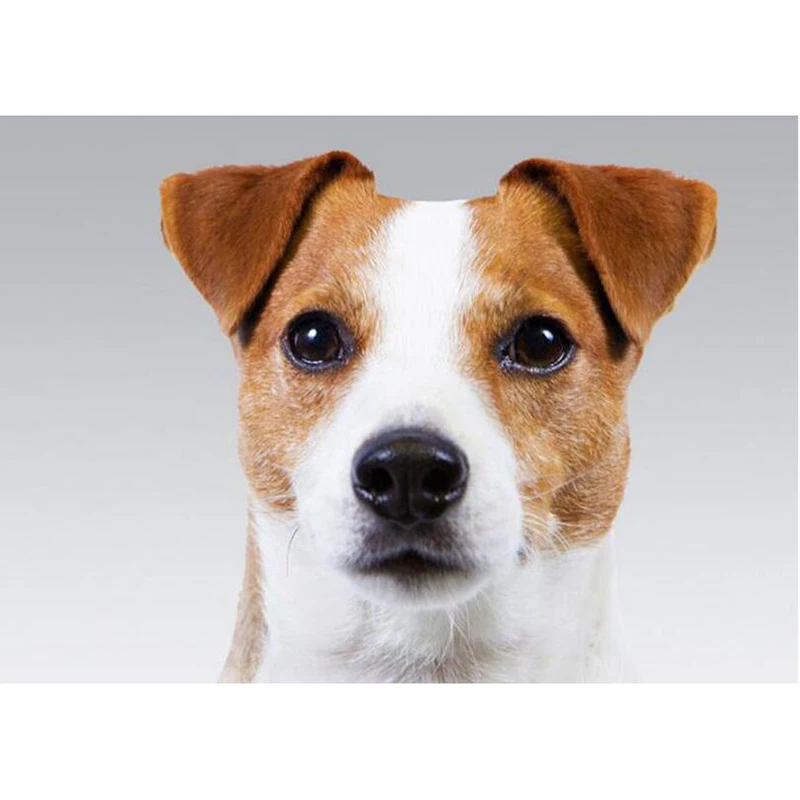 

5D полный квадратный Круглый DIY Алмазная картина животное собака Вышивка крестом мозаика домашнее свадебное украшение подарок на день рожде...