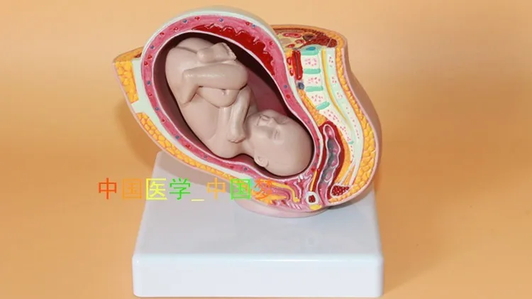Женская модель для моделирования эмбриона тазовой мозга|fetal development|female pelvic modelpelvic