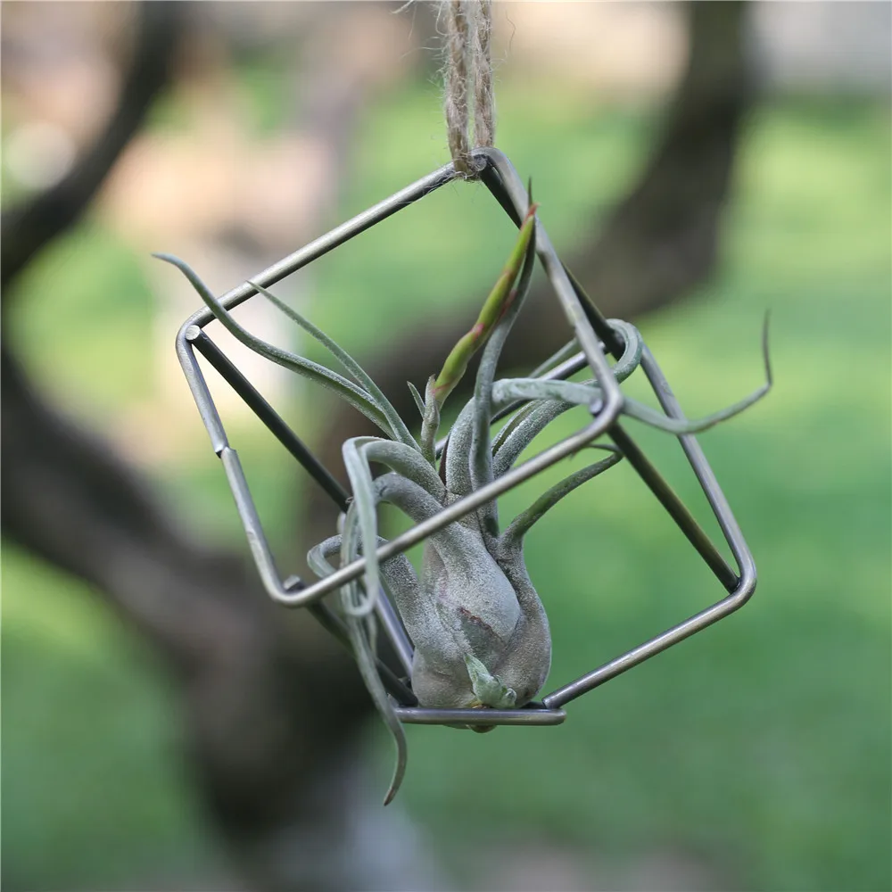 Креативный современный стиль Садоводство суккулентный подвесной Плантатор