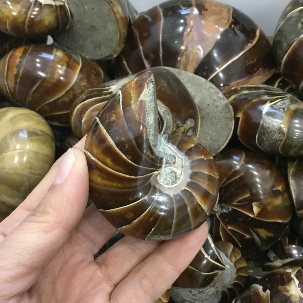 200 г Природный полированный Nautilus окаменелости аммониты камня для украшения | Дом